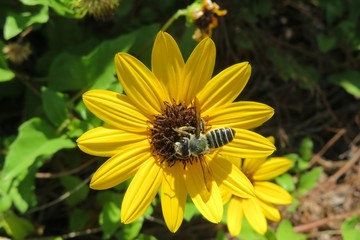 Bee on yellow flower in Florida nature, closeup