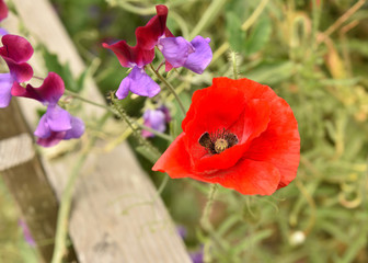 Red poppy close up with wild flowers