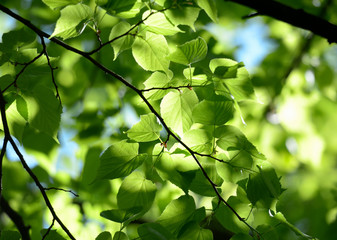 Fototapeta na wymiar Fresh green leaves