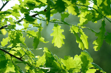 Obraz premium Oak leaves