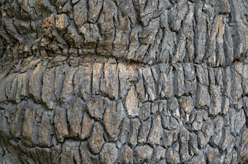 abstract bark background