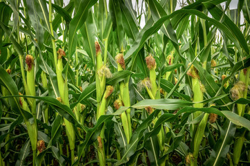 Corn cobs on corn field