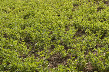 green lentil plantation, cultivated lentil plant in the field,close up,