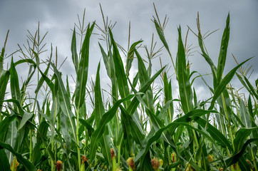 Fototapeta premium Close up of ripe corn field. Agricultural summer scenery,