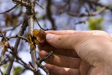 Amber liquid formed in wood,