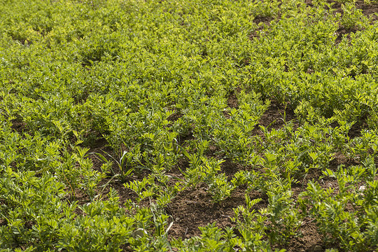 Green Lentil Plantation, Cultivated Lentil Plant In The Field,close Up,