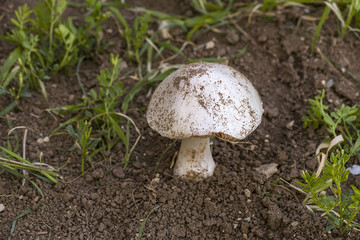 natural edible mushroom, a man picking mushrooms, man picking mushrooms,