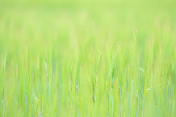 Photo of soft grass