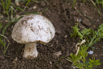 natural edible mushroom, a man picking mushrooms, man picking mushrooms,