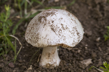 natural edible mushroom, a man picking mushrooms, man picking mushrooms,
