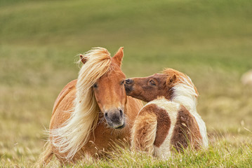 Fototapeta na wymiar Shetland-Pony