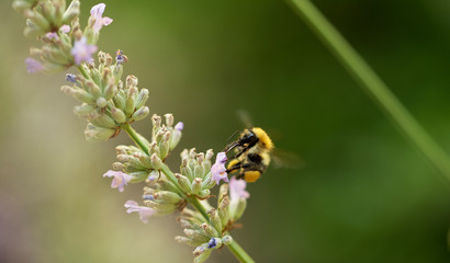 bee on a lavender flower close up