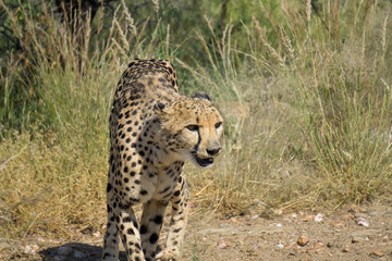 Fototapeta na wymiar Gepard aus Namibia