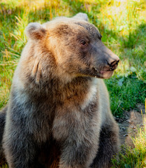 Fototapeta premium Grizzly Bear Alaska