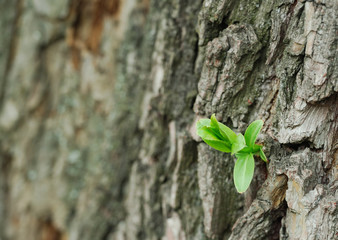 new life on bark background
