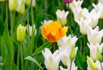 Orange tulip. Shallow DOF
