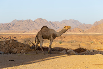 Dromedary from the Sinai Peninsula. Arabian camel (Camelus dromedarius). The animal is used by Bedouins as beast of burden to transport tourist through the desert sand dunes.