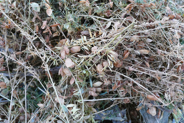 dried lentil plant, harvested dry lentil stems,field-dried lentil plants,