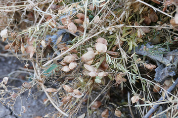 dried lentil plant, harvested dry lentil stems,field-dried lentil plants,