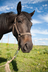 The horse
