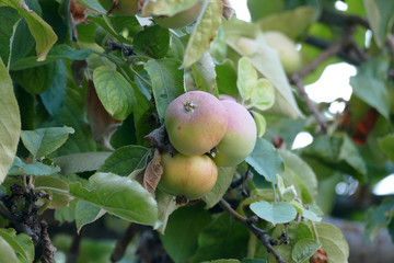 sour natural village apple on the tree,