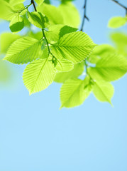 Fototapeta na wymiar Green fresh leaves