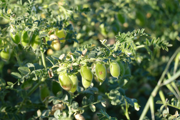 close-up chickpeas rust disease, chickpea fungal disease, diseased chickpea field,
