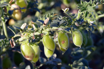 close-up chickpeas rust disease, chickpea fungal disease, diseased chickpea field,