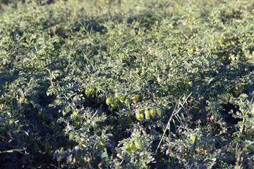 close-up chickpeas rust disease, chickpea fungal disease, diseased chickpea field,