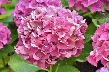 Magnifiques hortensias de Bretagne. France