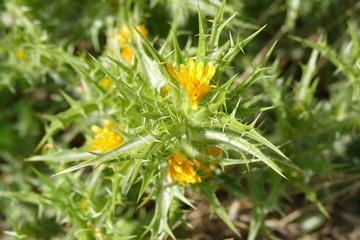 thorn varieties in nature, green leafy thorns with yellow flowers,