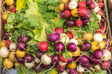 Red, purple and white radish branches, green leaves background