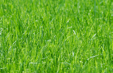Fresh green grass. Extremely shallow DOF.