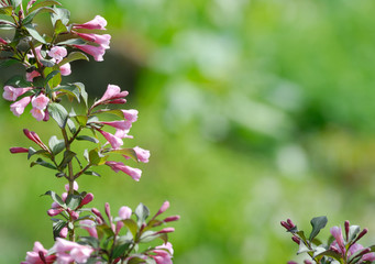 Pink flowers over green. Defocused background. Extremely shallow DOF.