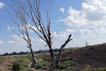 dry wood and drought, global warming