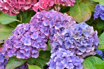 Fototapeta premium Magnifiques hortensias de Bretagne. France