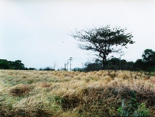 Scenic View of dry grass and tree