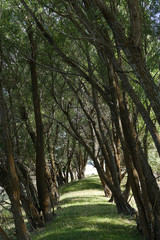 forest path between willow trees, willow trees,