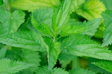 Close-up nettle background