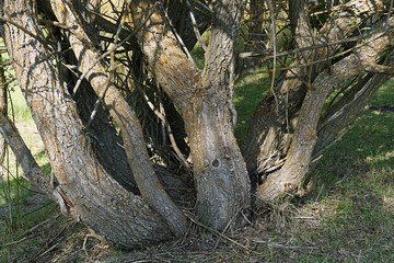 dry wood and drought, global warming