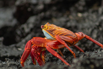 Galapagos red crab standing on volcanic rocks