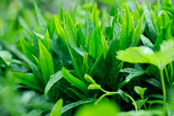 Obraz premium Closeup photo of wet green leaves. Shallow DOF