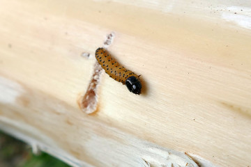 caterpillar advancing on the tree, tiny caterpillar 