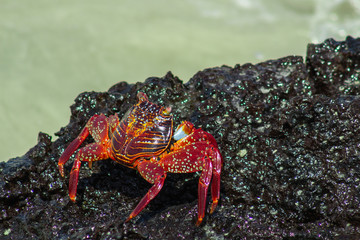 Galapagos crab on the rocks by the sea