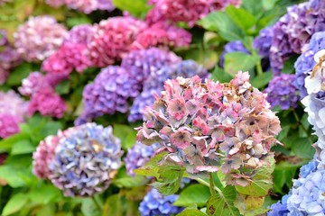 Magnifiques hortensias de Bretagne. France