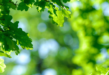 Fototapeta na wymiar Oak leaves over green