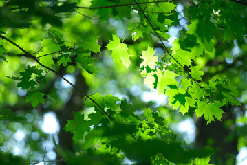 Fototapeta na wymiar Maple leaves full of sunlights
