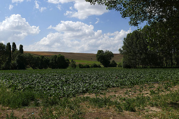sugar beet cultivated area, sugar beet plant,