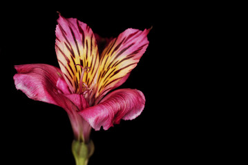 Closeup photo of pink flower