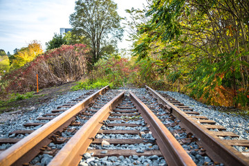 Obraz premium railway in the forest